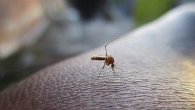 Veste cutremurătoare, după ce trei români au murit din cauza West Nile! Țânțarii au devenit rezistenți la insecticide